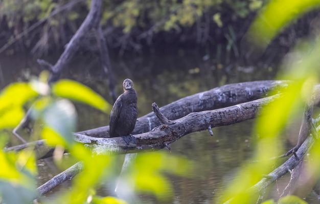 Photo un oiseau sur une branche dans une rivière