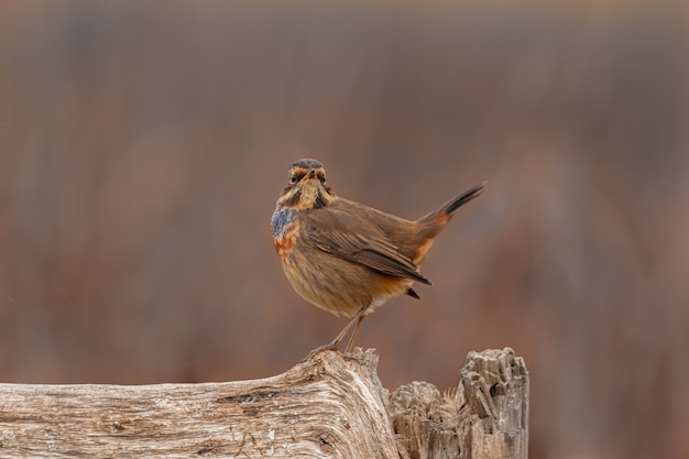 oiseau sur branche pendant la journée