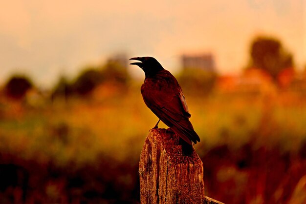 Photo oiseau sur une branche