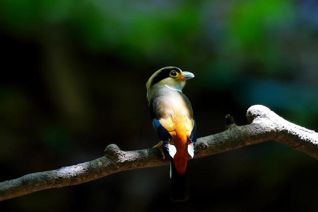 Oiseau Broadbill argenté coloré perché sur une branche d'arbre.