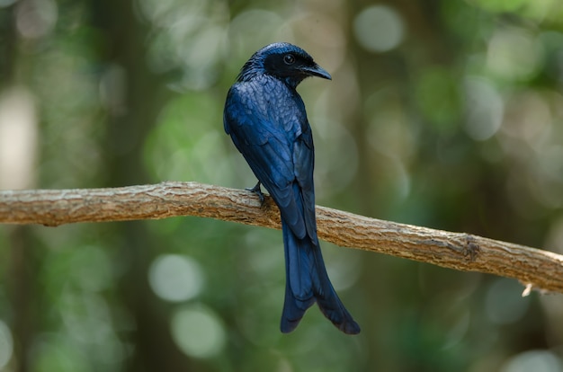 Oiseau Bronze Drongo dans la nature