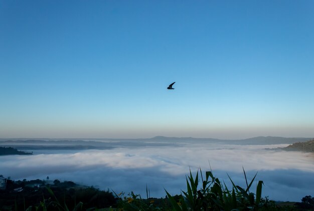 Oiseau et brume matinale à Khao Kho, Phetchabun en Thaïlande.