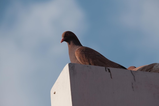 Un oiseau brun est assis sur un rebord et le ciel est bleu.