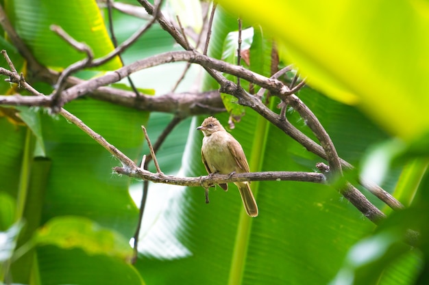 Oiseau brun perché sur une branche