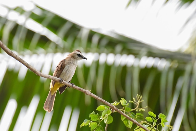 Oiseau Bulbul ventilé jaune sur branche d'arbre