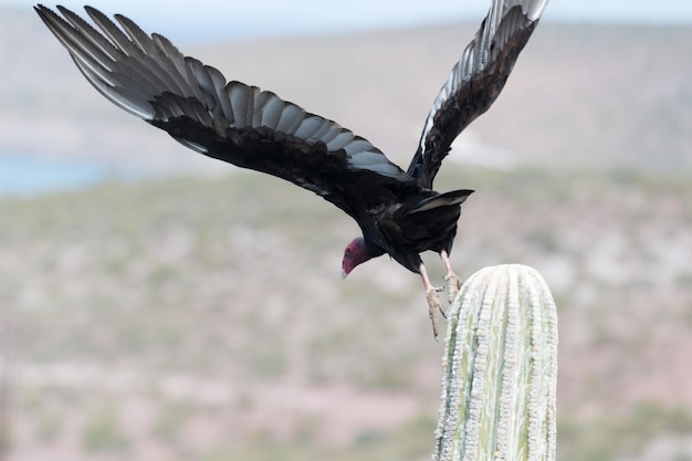 Oiseau buse vautour Zopilote en Basse-Californie