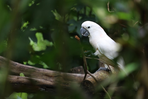 Oiseau de cacatoès des Moluques dans le jardin