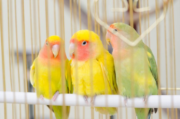 Oiseau en cage