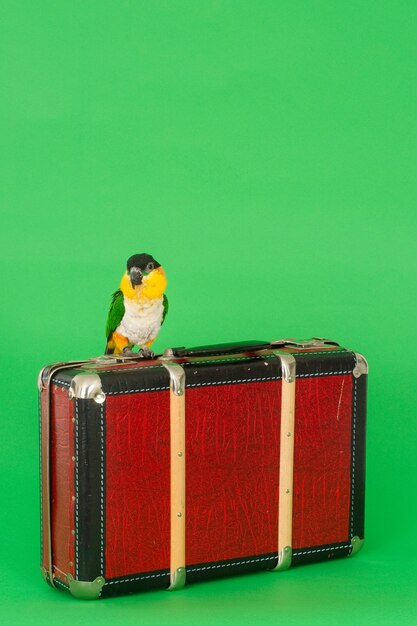 Oiseau caique assis sur une valise. Image verticale, fond vert.