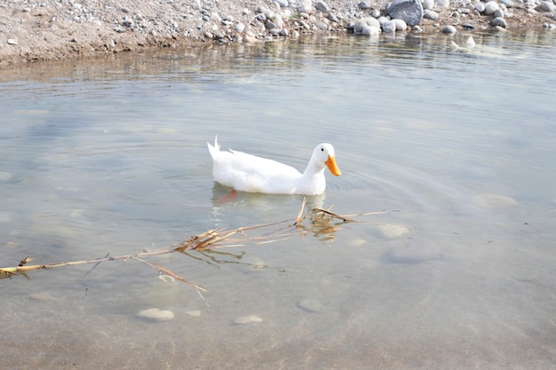 Oiseau. Le canard blanc nage dans l'eau