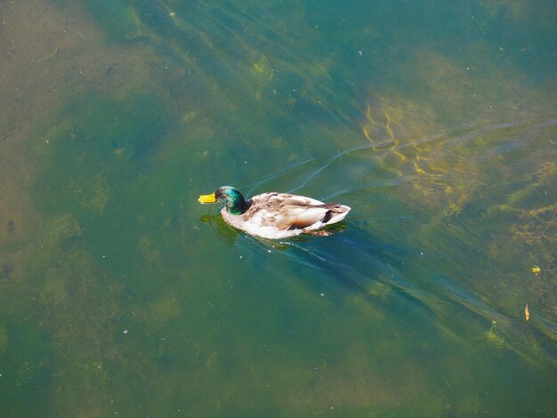 Oiseau canard dans l'étang