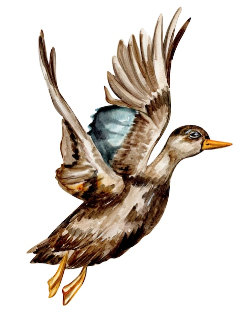 Oiseau de canard dessiné à la main à l'aquarelle Illustration aquarelle d'un animal sauvage