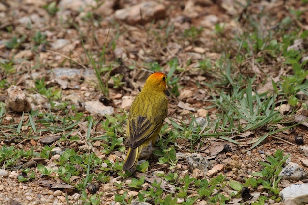 Oiseau canari