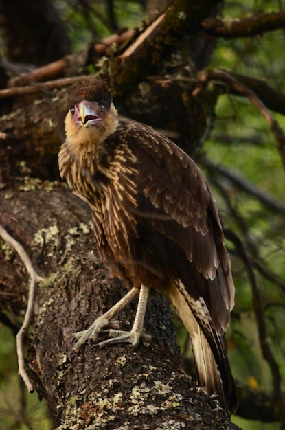 oiseau carancho de la Patagonie argentine sur un arbre