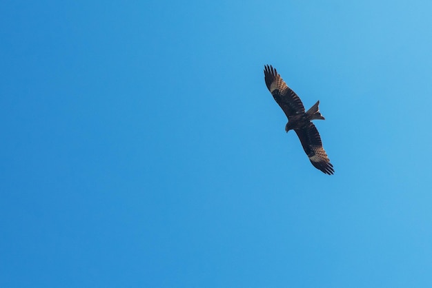 Oiseau cerf-volant noir volant dans le ciel