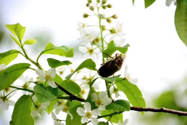 Oiseau cerisier en fleurs avec hanneton isolé sur fond blanc, macro