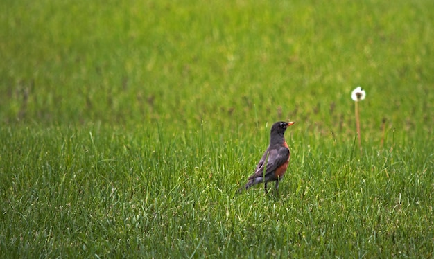 Oiseau sur un champ herbeux