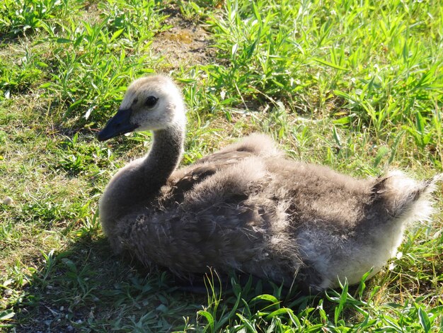 Oiseau sur un champ herbeux