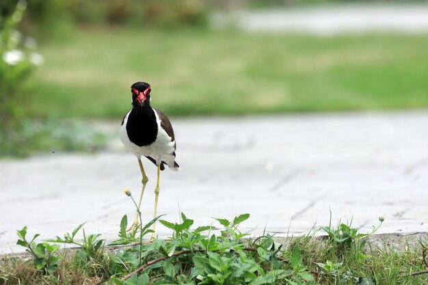 Photo un oiseau sur un champ