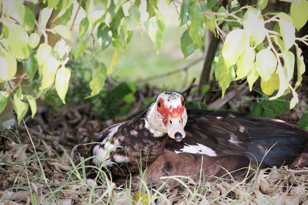 Photo un oiseau sur un champ