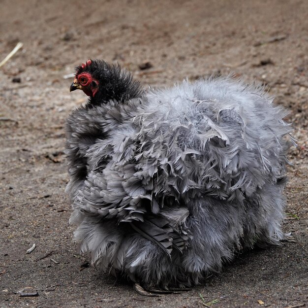 Photo un oiseau sur un champ