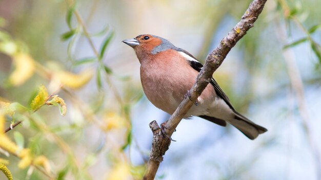 un oiseau chanteur assis sur une branche d'arbre au printemps