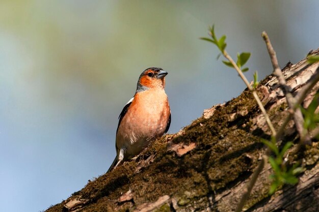 Oiseau chanteur de la famille des pinsons