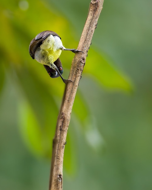 L'oiseau chanteur se tient à une branche et regarde maladroitement à travers ses pattes tout en se penchant Moment drôle d'oiseau