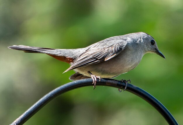 Photo l'oiseau-chat s'équilibre sur la barre métallique