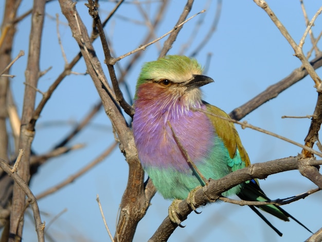 oiseau Chobe, Botswana, Africa