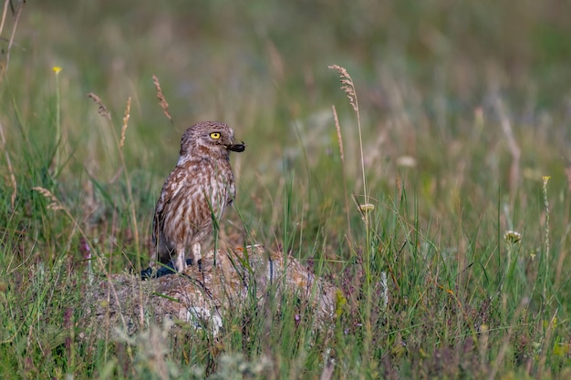 Oiseau Chouette Chevêche Athene Noctua Assis Sur Une Pierre Avec Un Scarabée Dans Son Bec.