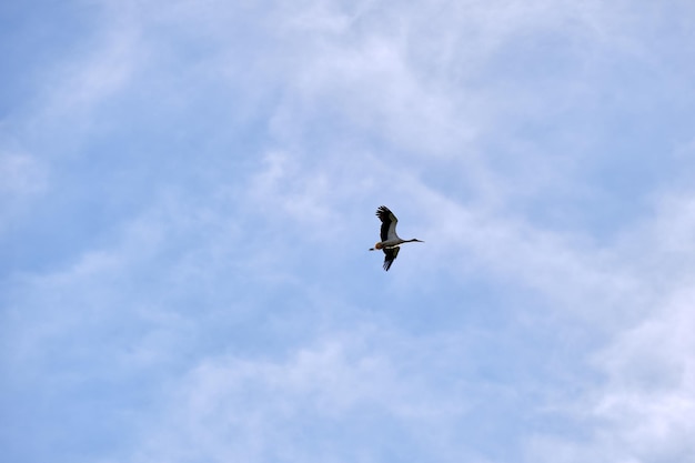 Oiseau cigogne aux ailes déployées volant haut dans le ciel bleu