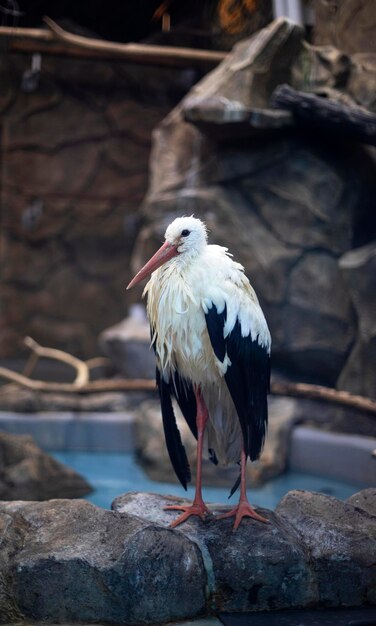 Oiseau cigogne blanche du livre rouge des animaux rares