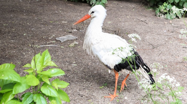 Oiseau Cigogne Blanche Est Un Genre D'oiseaux De L'ordre De La Cheville. Un Grand Oiseau Des Marais De La Famille Des Cigognes.