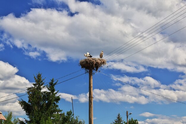 Photo oiseau de cigogne dans le nid sur un poteau
