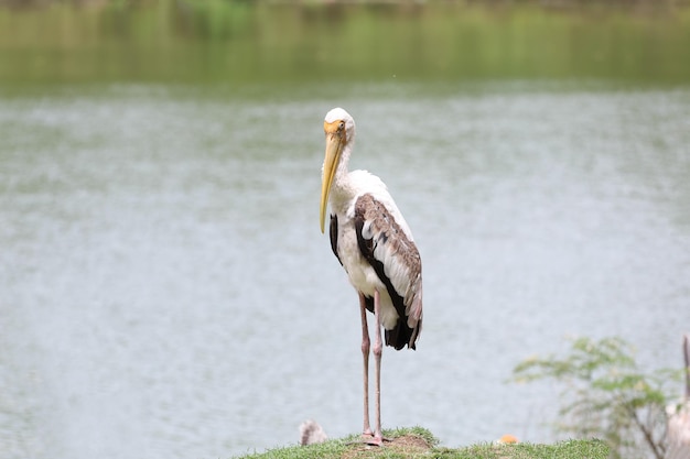 Photo l'oiseau cigogne peint mycteria leucocephala dans le jardin