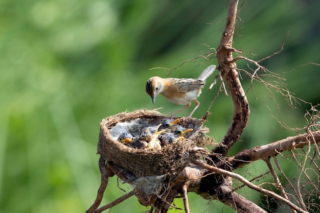 Oiseau Cisticola Exilis Nourrissant Ses Poussins Dans Une Cage Bébé Oiseau Cisticola Exilis En Attente De Nourriture De Sa Mère