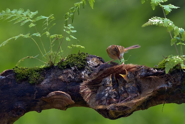 L'oiseau cisticole à tête dorée apporte de la nourriture à son poussin