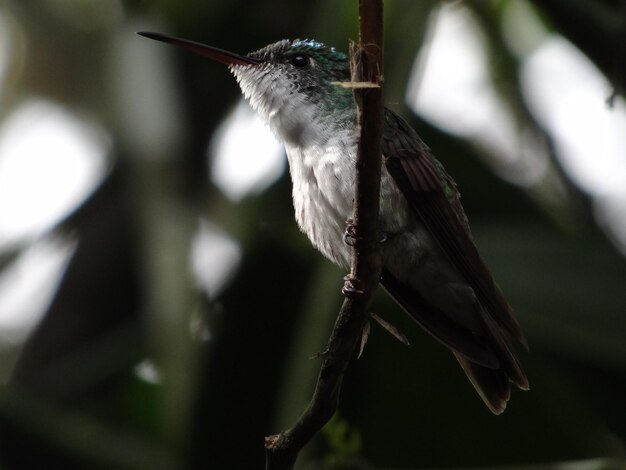 Oiseau colibri émeraude andéno-amazilie-agyrtria franciae