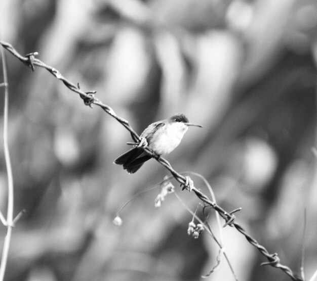 Photo l'oiseau colibri