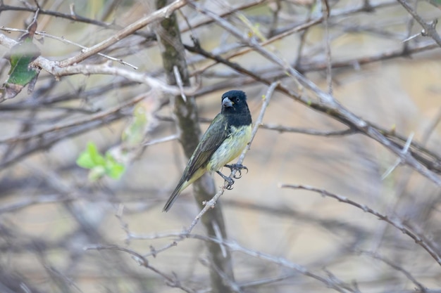 Oiseau à collier Sporophila caerulescens focus sélectif