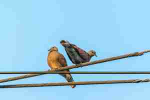 Photo oiseau (colombe, pigeon ou désambiguïsation) pigeons et colombes