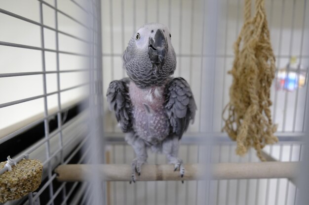 oiseau coloré dans la cage