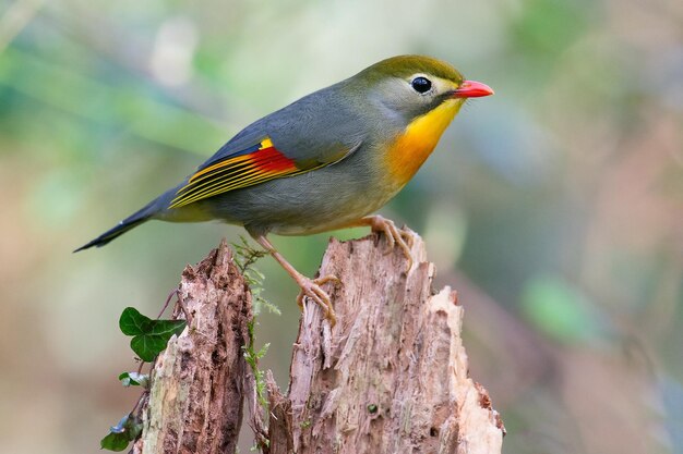 un oiseau coloré est perché sur une branche d'arbre