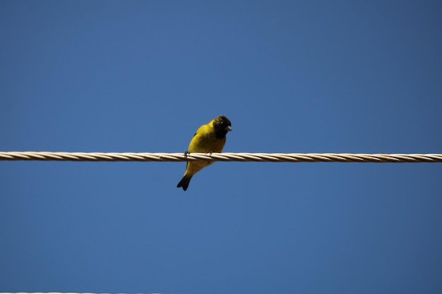 Oiseau coloré sur fil