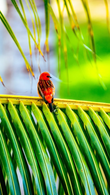 Oiseau coloré sur le palmier