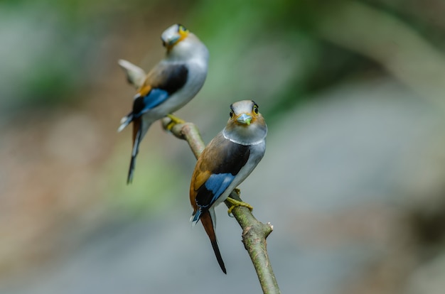 Oiseau coloré à poitrine argentée