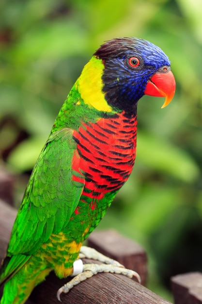 un oiseau coloré avec une tête jaune et bleue et des plumes rouges