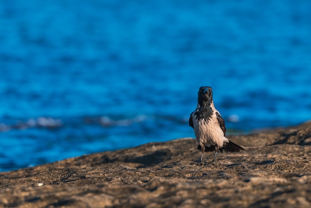 Oiseau corbeau au bord de la mer