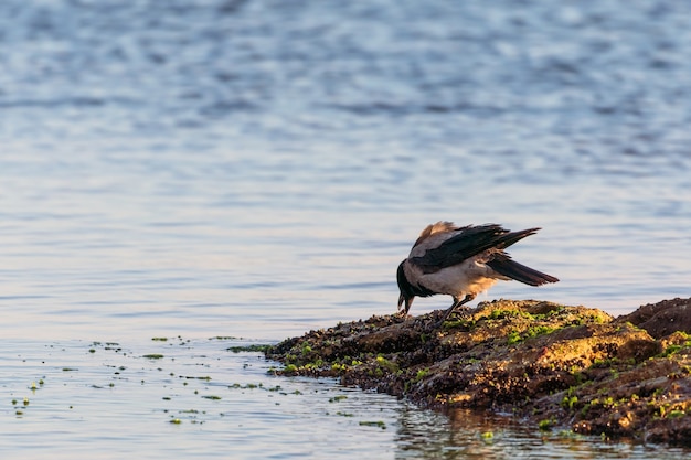 Oiseau corbeau au bord de la mer